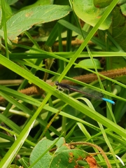 Oxyallagma dissidens