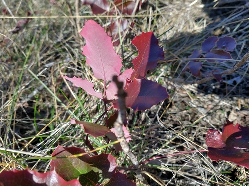 Image of Pygmy Oregon Grape (Berberis pumila) by no rights reserved