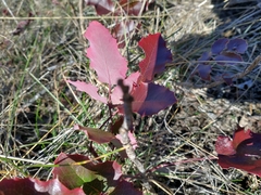 Berberis pumila