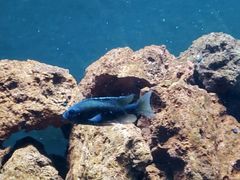 Copadichromis borleyi