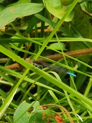 Oxyallagma dissidens