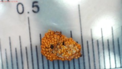 Oligonema schweinitzii