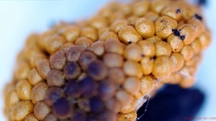 Oligonema schweinitzii