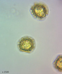 Oligonema schweinitzii