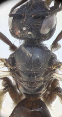 Panurgus dentipes