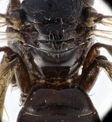 Panurgus dentipes