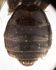 Panurgus dentipes