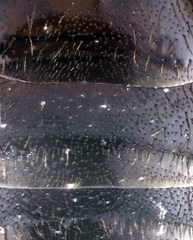 Panurgus dentipes