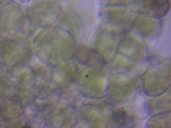 Scenedesmaceae