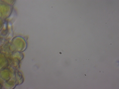 Scenedesmaceae