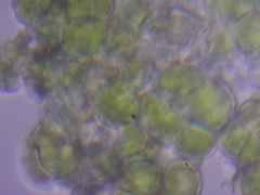 Scenedesmaceae
