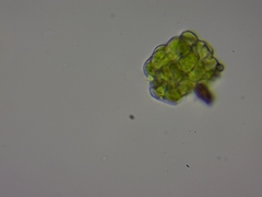 Scenedesmaceae