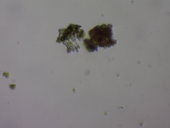 Scenedesmaceae