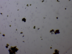 Scenedesmaceae