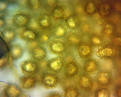 Oligonema schweinitzii