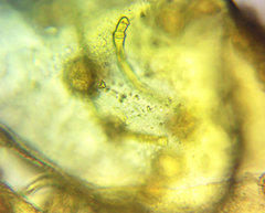 Oligonema schweinitzii