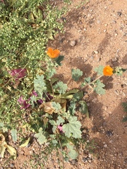 Sphaeralcea coulteri
