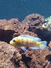 Maylandia estherae