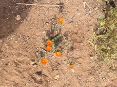 Sphaeralcea coulteri