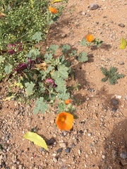 Sphaeralcea coulteri
