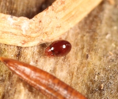 Phthiracarus