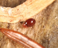 Phthiracarus