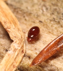 Phthiracarus