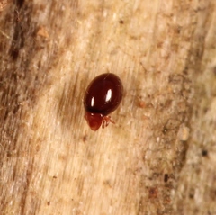 Phthiracarus