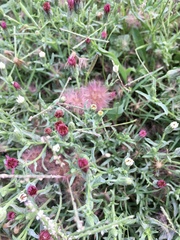 Noticastrum diffusum