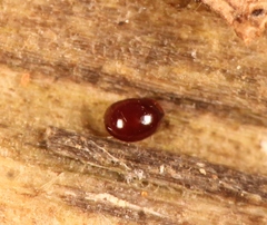 Phthiracarus