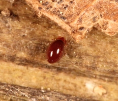 Phthiracarus