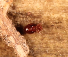Phthiracarus