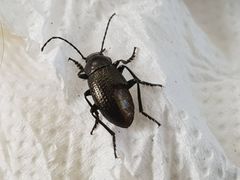 Helopini