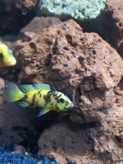 Maylandia estherae