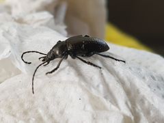 Helopini