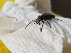 Helopini