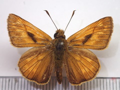 Ochlodes venatus