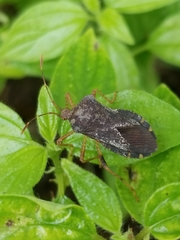 Anasa scorbutica