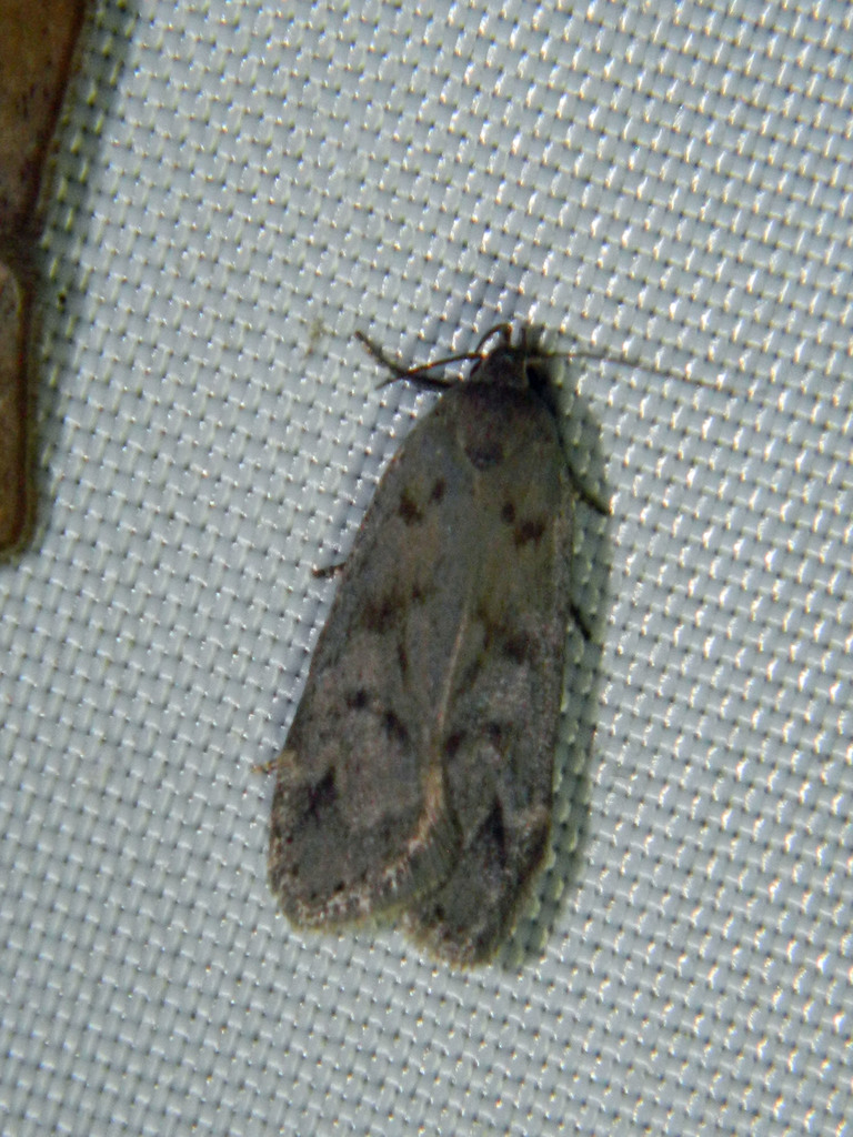 Dark-headed Aspen Leafroller Moth