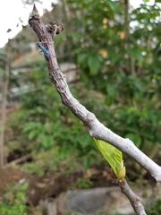 Synoeca septentrionalis