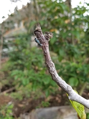Synoeca septentrionalis