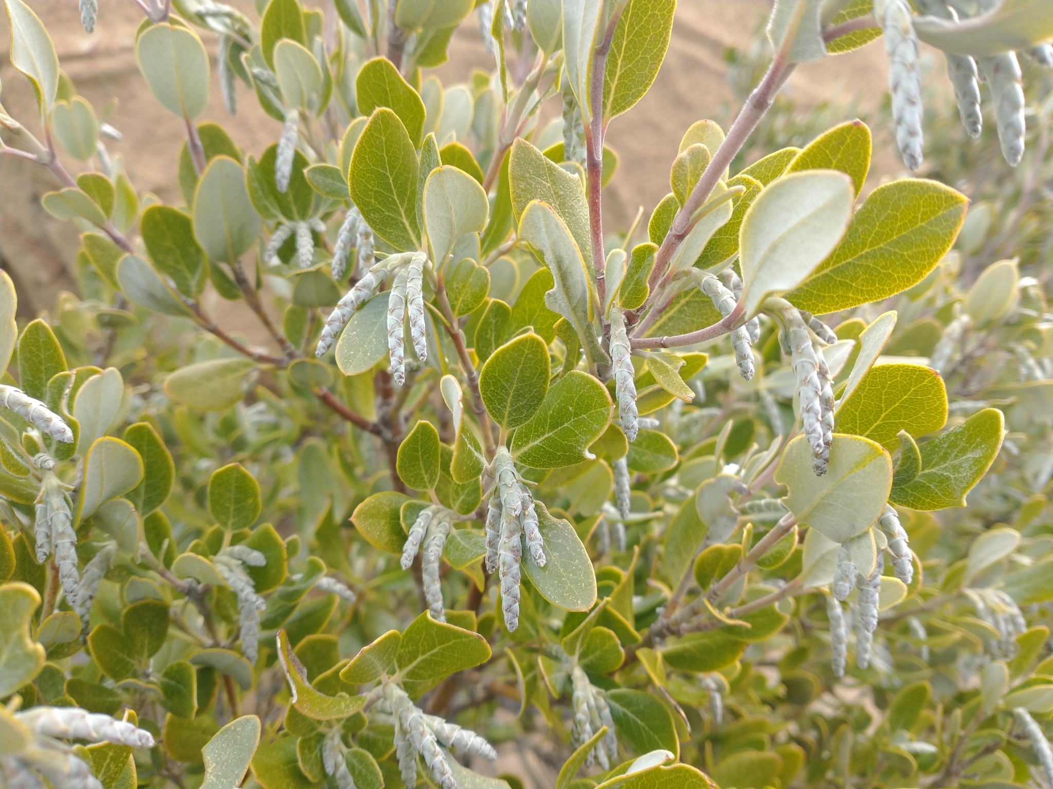 Garrya buxifolia