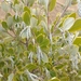 Garrya buxifolia - Photo no hay derechos reservados, subido por Drew Meyer