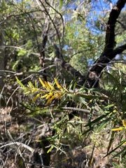 Persoonia linearis