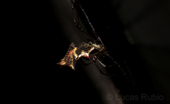 Micrathena nigrichelis