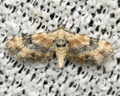Eupithecia linariata