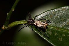 Micrathena nigrichelis