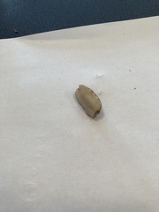 Testacella haliotidea