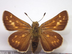 Ochlodes venatus