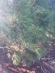 Callitris rhomboidea